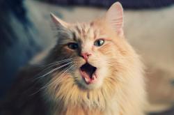 开云平台-活塞对阵广厦队，西亚卡姆让比赛提前失去悬念