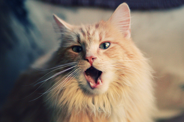 活塞对阵广厦队,西亚卡姆让比赛提前失去悬念